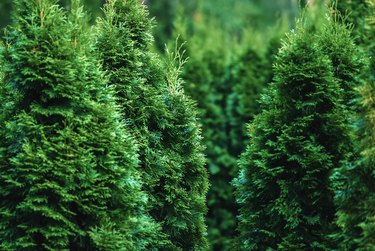 Northern White-Cedar Trees Close-Up, Thuja Occidentalis