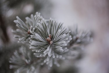 Close up of a frosty Pine branch