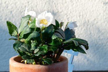 The Christmas rose, Helleborus niger, is also called snow rose or hellebore and inspires in winter with its elegant white flowers