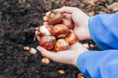 hands holding tulip bulbs before planting them in the ground