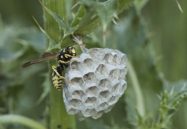 Polistes sp paper wasp perched on its hornet's nest, spring queen, waiting to lay eggs and start a new swarm of wasps