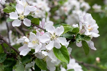 White flowers of a blooming apple tree on a spring day outdoors. Beautiful flowering fruit trees. Natural backgrounds.