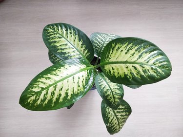 Overhead shot of Dieffenbachia