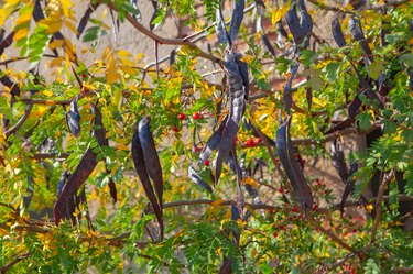 common honeylocust branches