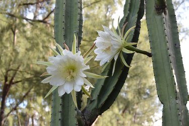 Close-up of the white flowers of the San Pedro cactus. A rare flower that blooms at night and has a very short lifespan.