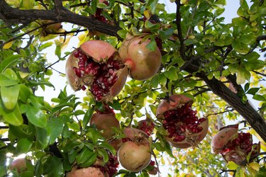 Ripe, open pomegranate fruit on tree