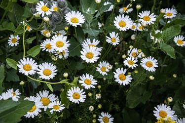 bright white field daisies in the meadow