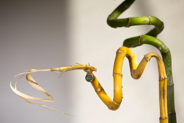 Close-up of beautiful lucky bamboo stems and leaves on white background.