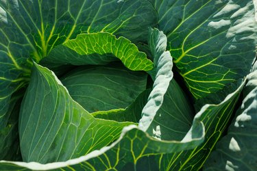 Fresh Green Cabbage Leaves Close-Up