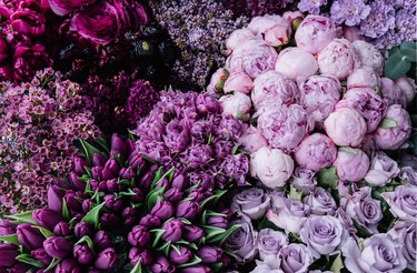 Stunning gradient of fresh blossoming flowers  from dark purple to pastel lavender colors. Top view of flowers at the florist shop: peonies, roses, tulips, carnations, ranunculus, flat lay