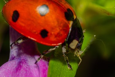 Ladybug eating an aphid