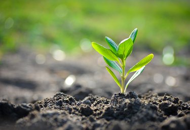 Young Plant In The Morning Light On Nature Background