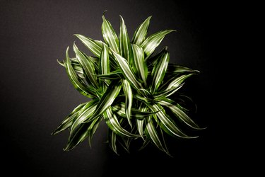 Dracaena Fragrans Dragon