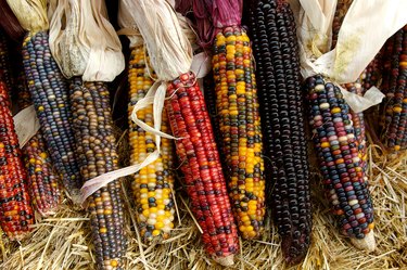 Indian Corn in Fall