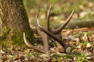 Red deer shed fallen down on leaves by a tree in forest.