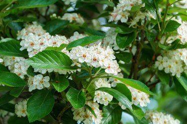 White flowers of Lavalle hawthorn tree