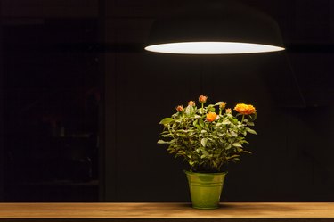 Indoor flowers under lamp