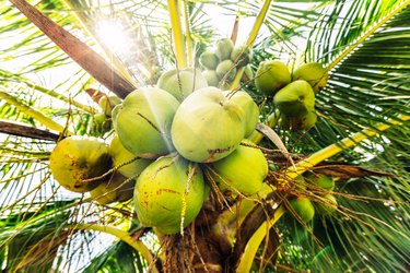 Fresh coconuts hanging on a palm tree
