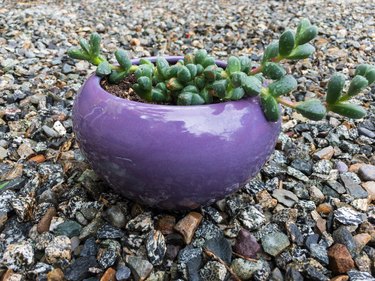 Close up of a Corpuscularia lehmannii ice plant in a purple planter
