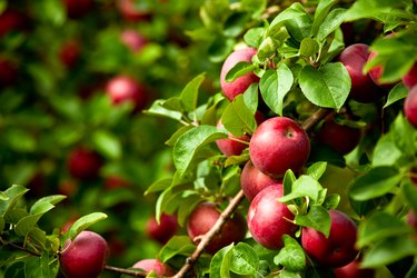 Organic red ripe apples on the orchard tree with leaves