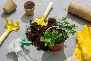 High angle view of gardening equipment on table