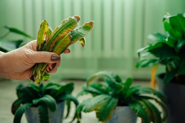 Hand holding yellow leaves after pruning