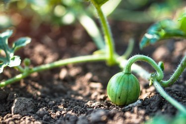 Young watermelon growing in the field. Little green melon in the garden. Stock background, photo