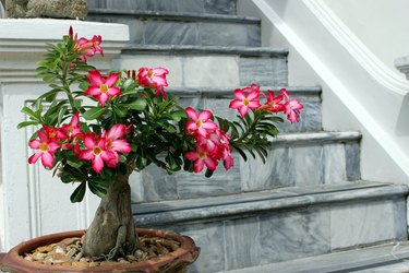 Desert rose bonsai tree and marble staircase Bangkok Thailand