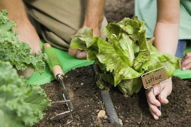 Father and daughter gardening