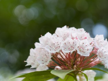 Kalmia flower of the flowering tree