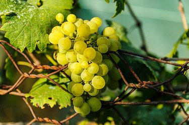 White Grapes in a Domestic Vineyard.