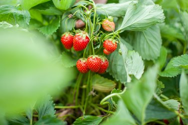 Red ripe strawberries are lying on the open palm of a woman's hand.
