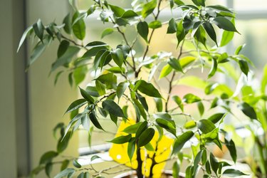 DIY fungus gnat trap that works! Sugary water and dish soap : r/houseplants