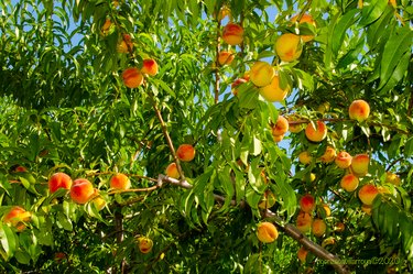 Branches Full of Ripe Peaches ready for picking in an orchard.