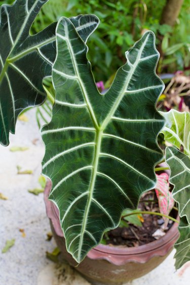 Dark Green color leaf of Kris Plant.