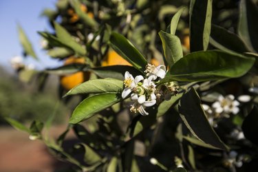 Harvesting in orange plantations in Brazil