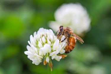 Honeybee on white clover bloom