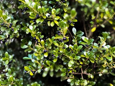 background of ilex crenata evergreen tree & berries