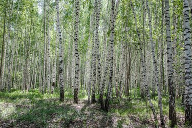 Bright birch grove