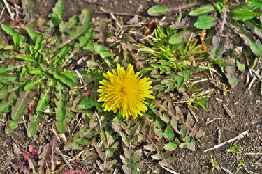 Dandelion