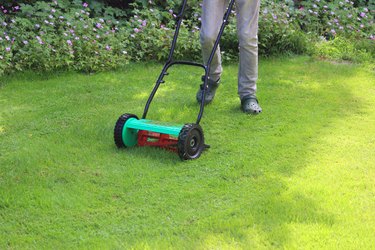 Image of gardener mowing lawn with push lawnmower, cylinder mower