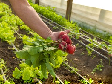 Farmer Hand Pulling Radishes From The Garden