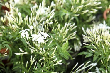 Potted Jasminum Grandiflorum plants in the garden