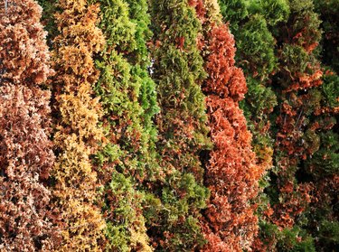 Row of arborvitae infected with thuja blight.