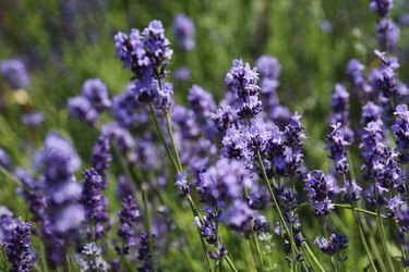 Purple Lavender Flowers Against Blurred Meadow Background