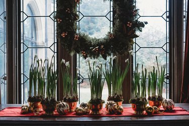 Paperwhite bulbs grow in bowls on a window ledge.