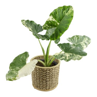 Alocasia macrorrhizos in wicker basket