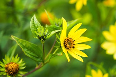 Yellow flowers of Helianthus Lemon Queen in garden. Sunflower small-headed or Helianthus microcephalus