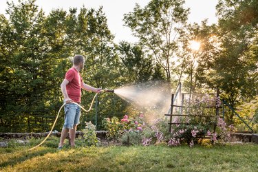Man in Summer at the Sunset Watering the Garden