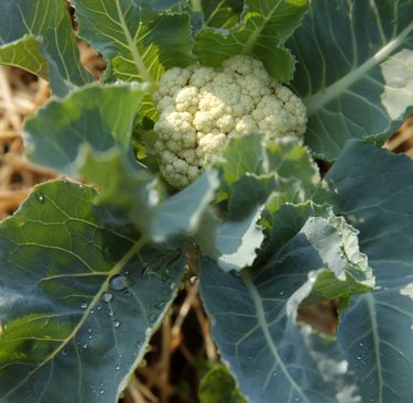 cauliflower growing in organic garden